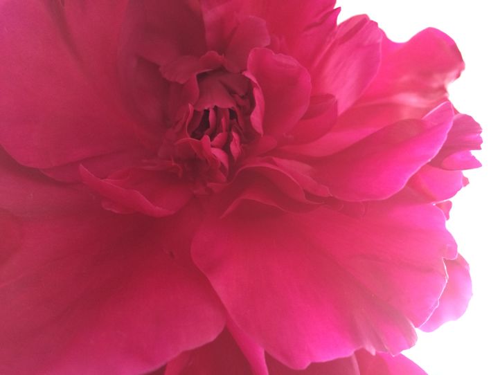 Blomst
